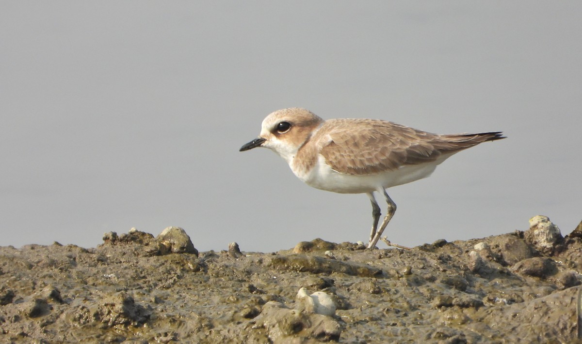 Kentish Plover - ML646390463