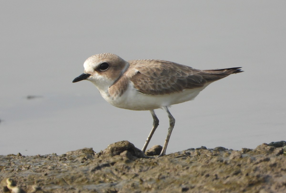 Kentish Plover - ML646390464