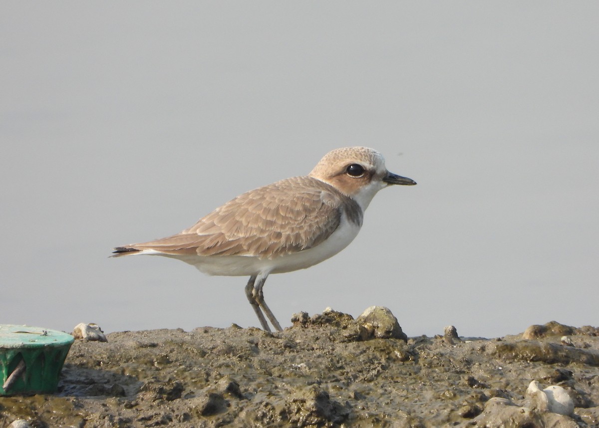 Kentish Plover - ML646390465
