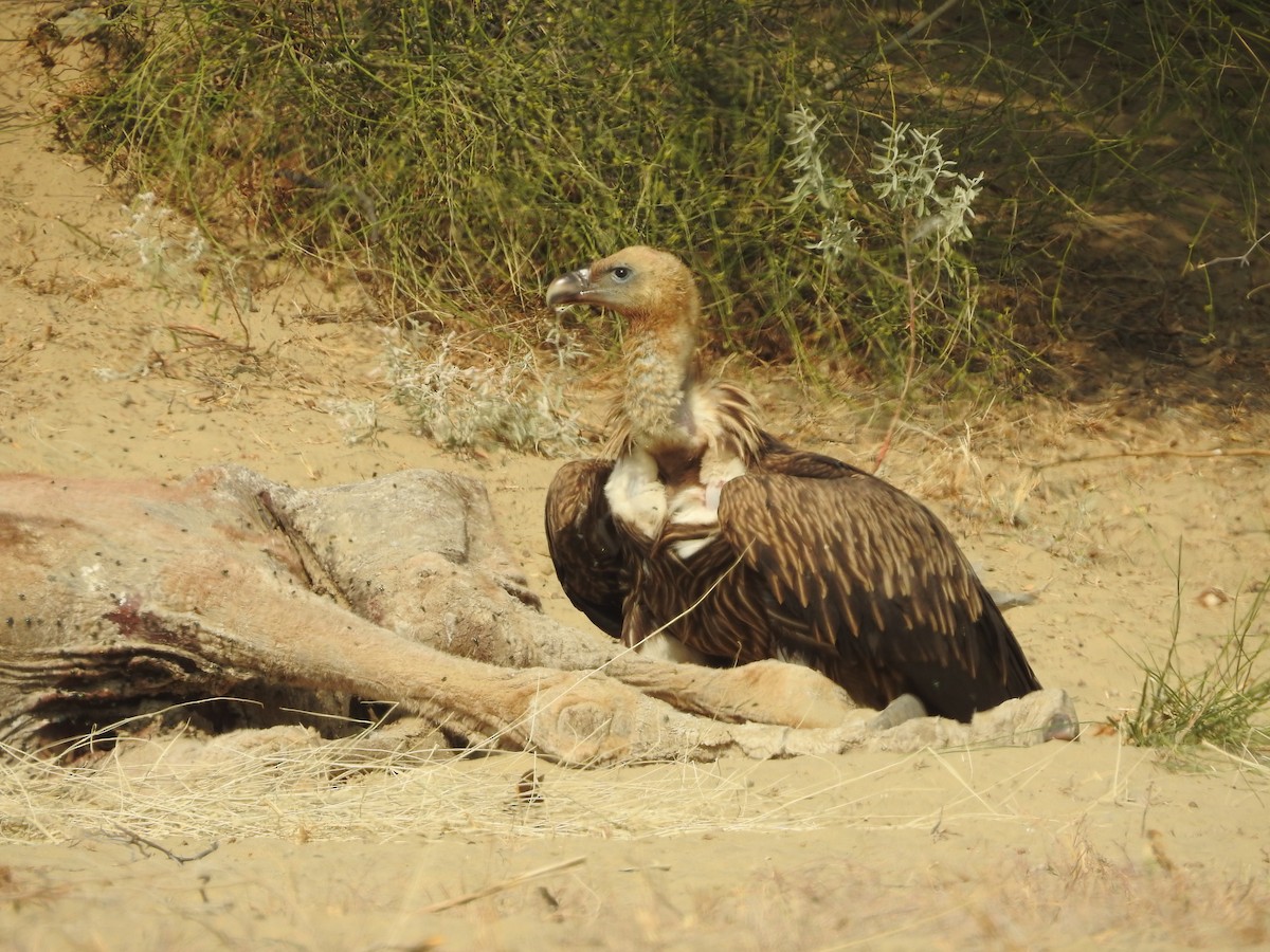 Schneegeier - ML646390466