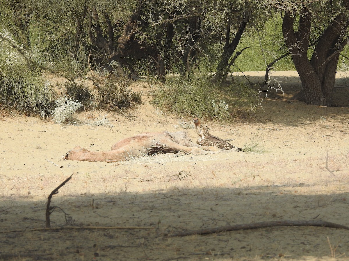 Schneegeier - ML646390467