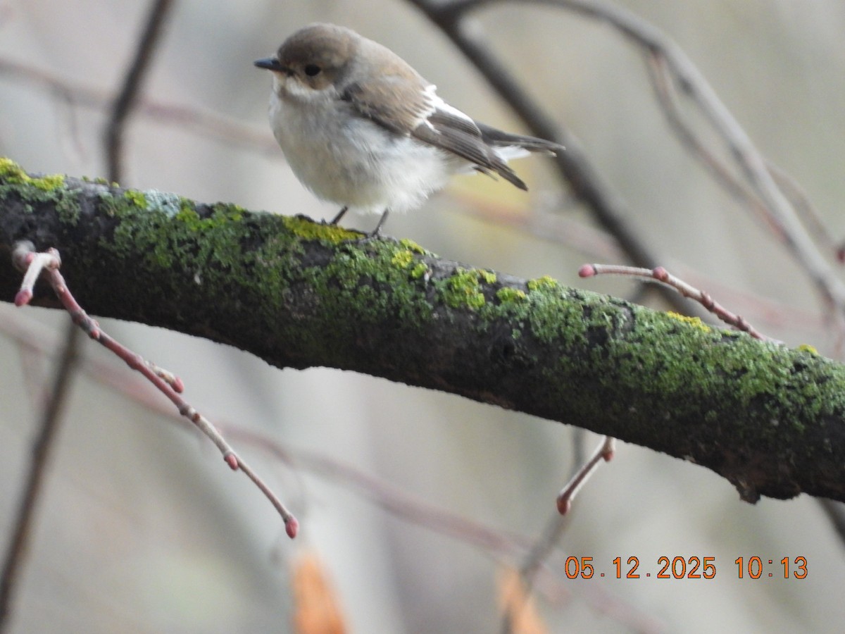 Balia nera - ML646390468