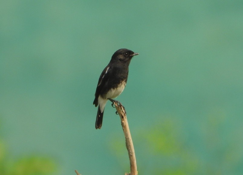 Pied Bushchat - ML646390472