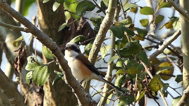 Long-tailed Shrike - ML646390480