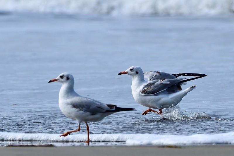 Black-headed Gull - ML646390481