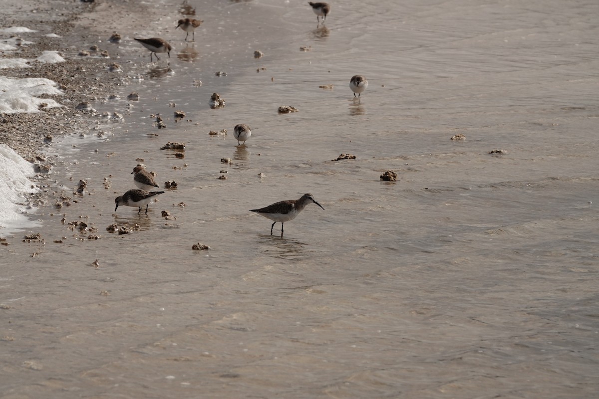 Curlew Sandpiper - ML646390482