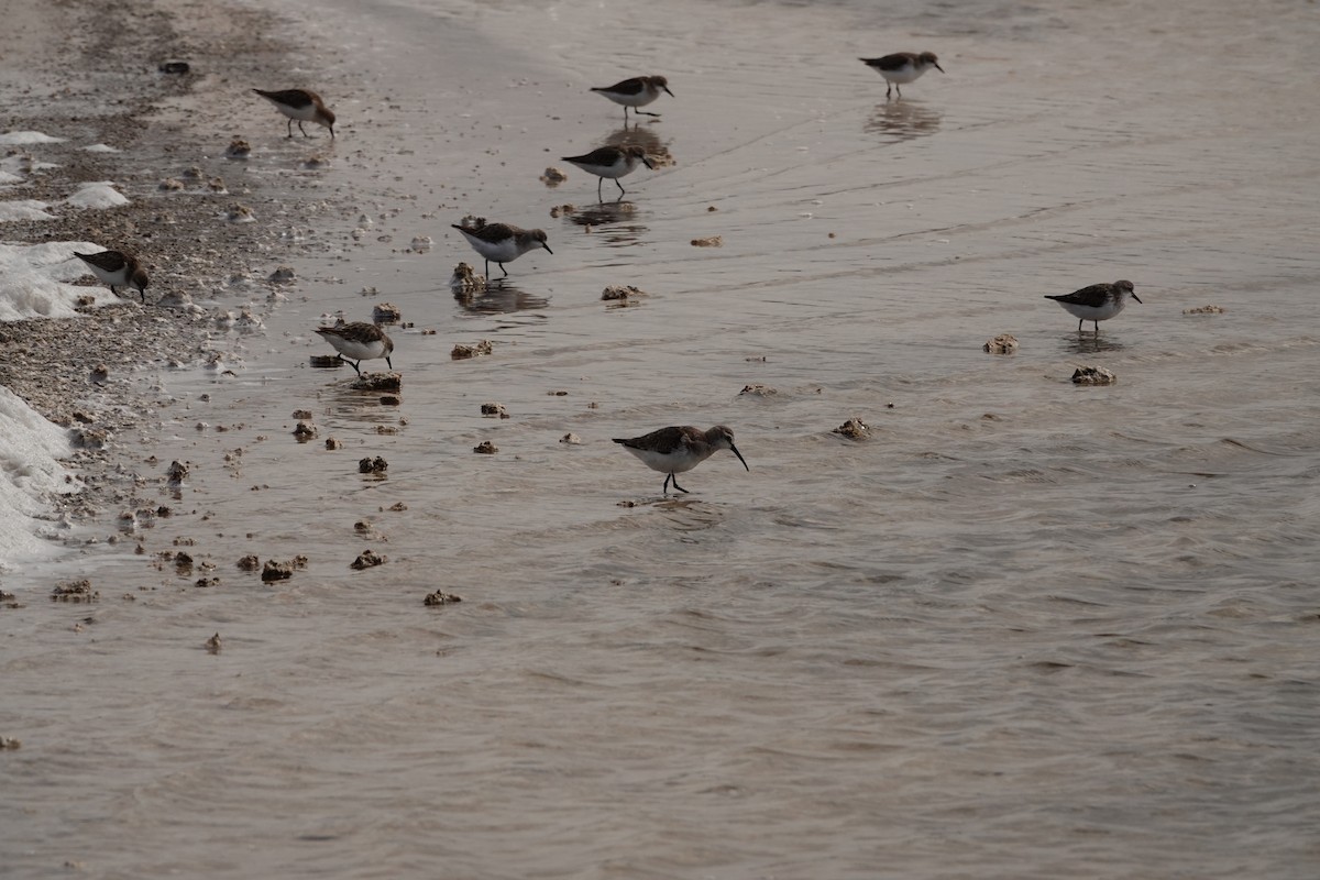 Curlew Sandpiper - ML646390483
