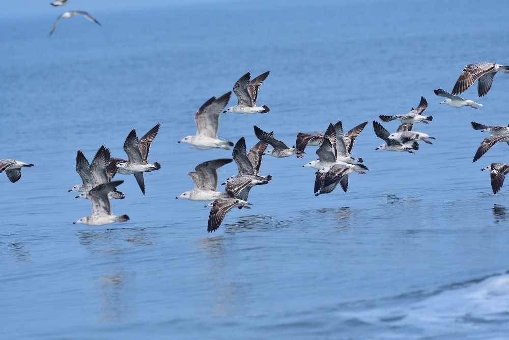 Lesser Black-backed Gull - ML646390488