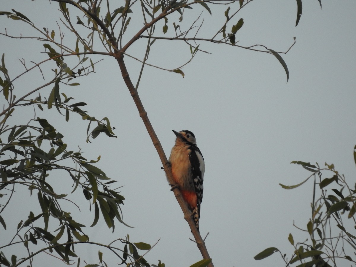 Sind Woodpecker - ML646390507