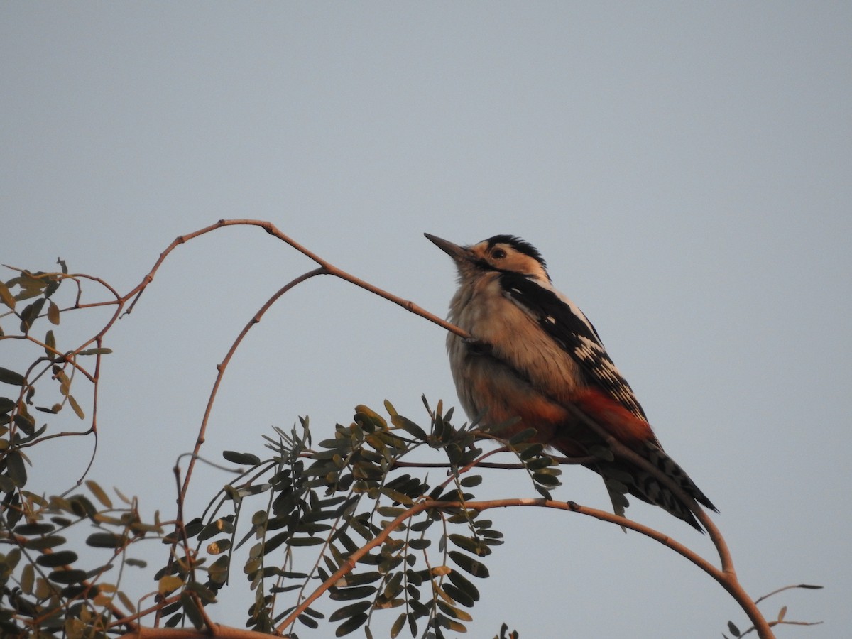 Sind Woodpecker - ML646390508