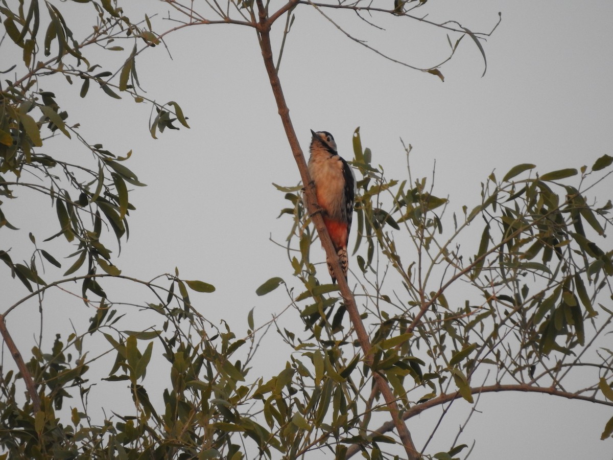 Sind Woodpecker - ML646390509