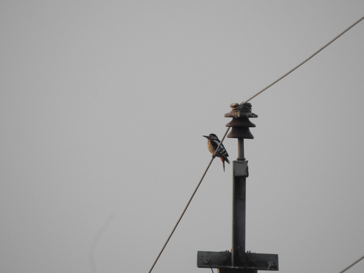 Sind Woodpecker - ML646390510