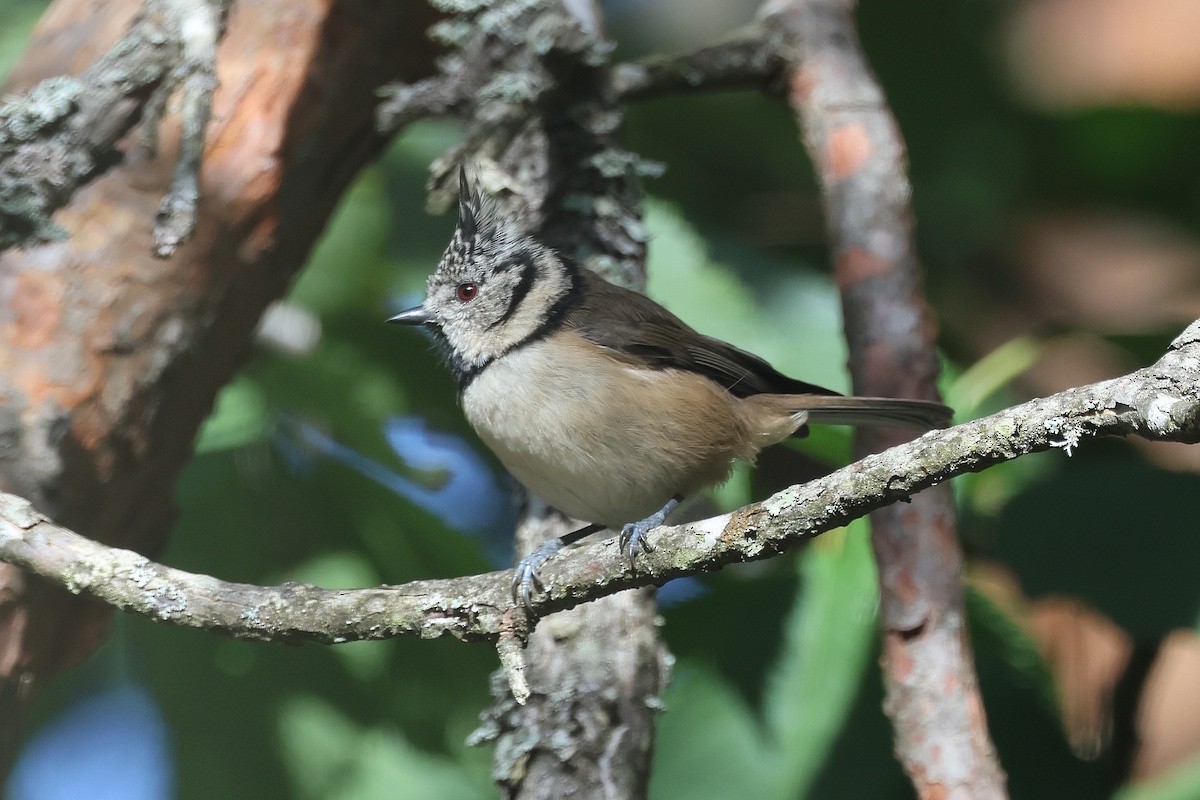 Cincia dal ciuffo - ML646390512