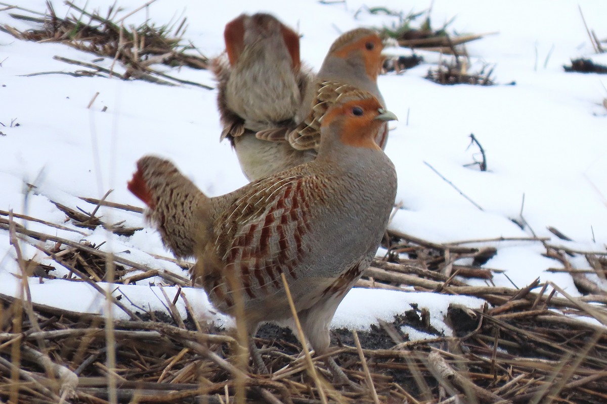 Gray Partridge - ML646390513