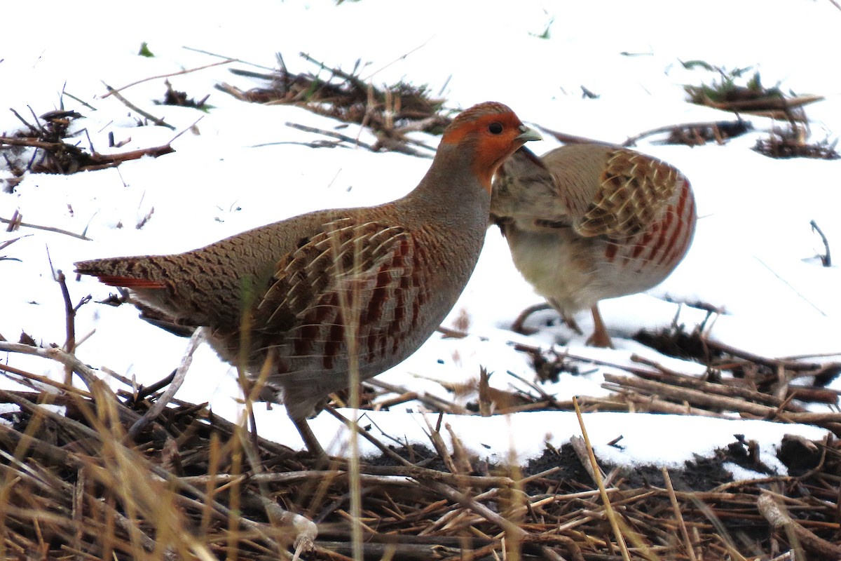 Gray Partridge - ML646390514