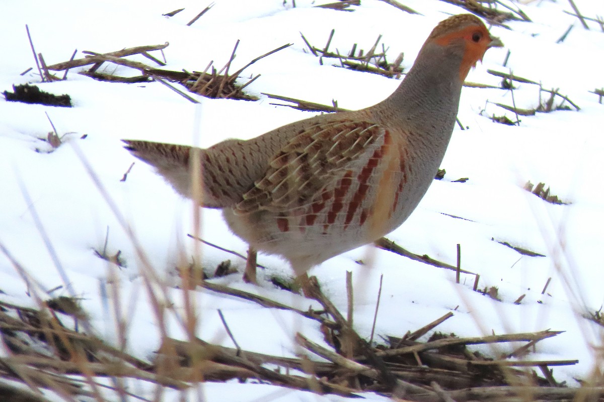 Gray Partridge - ML646390515