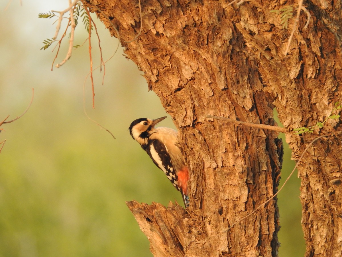 Sind Woodpecker - ML646390516