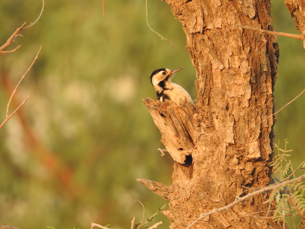 Sind Woodpecker - ML646390517