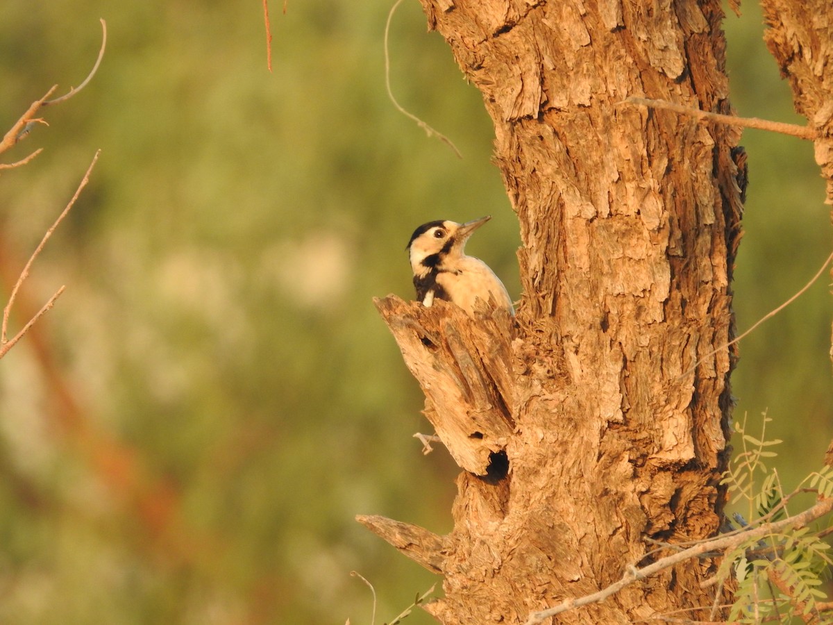 Sind Woodpecker - ML646390518