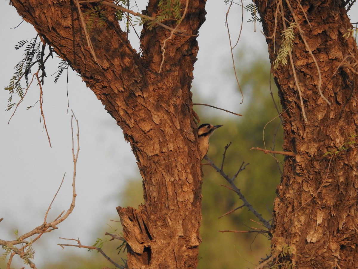 Sind Woodpecker - ML646390519