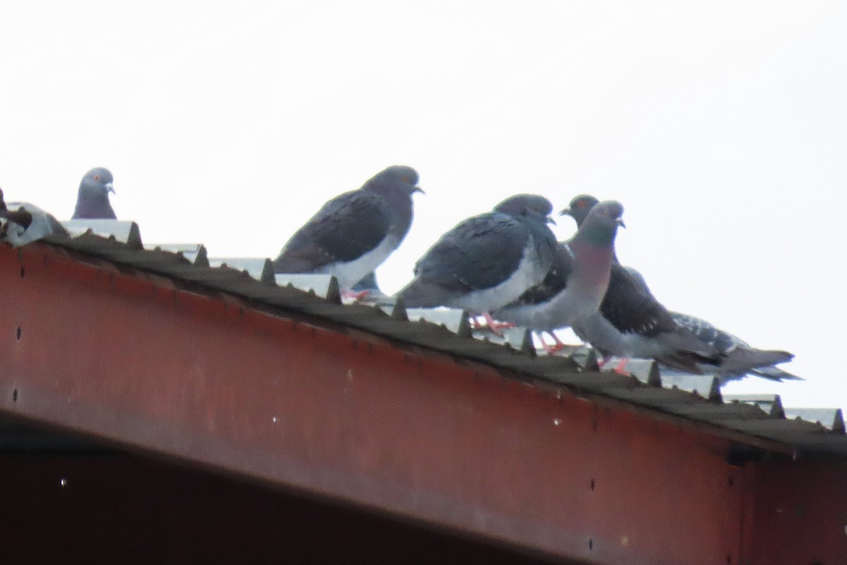 カワラバト（ドバト、家畜型） - ML646390521