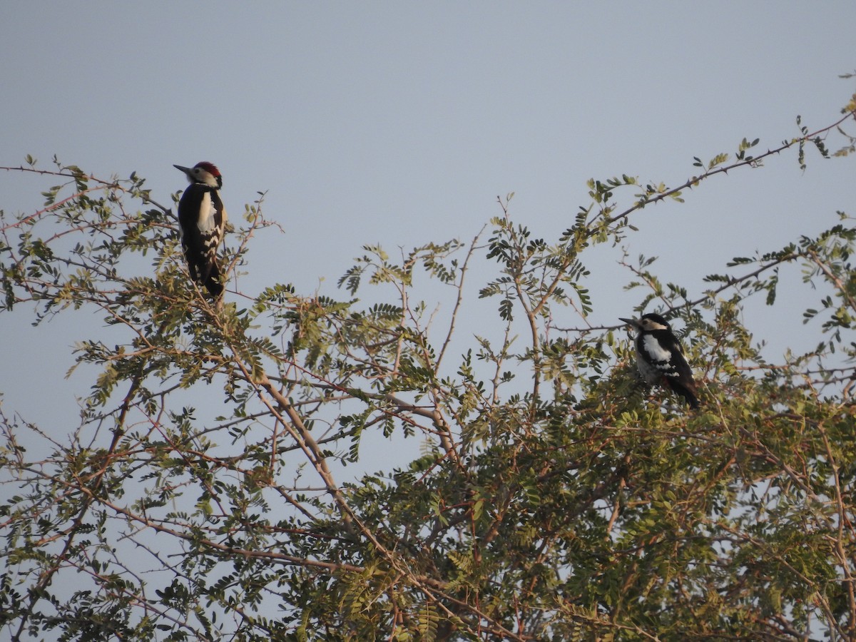 カタジロアカゲラ - ML646390526