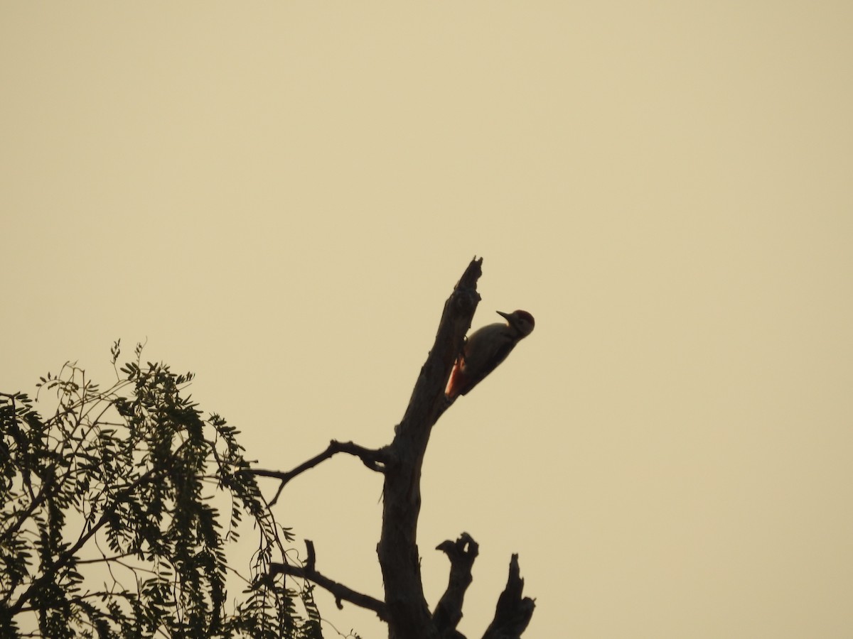 カタジロアカゲラ - ML646390527