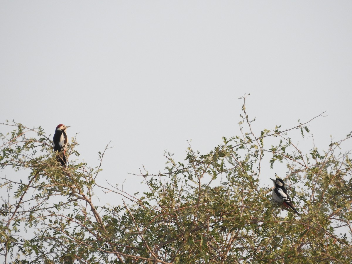 カタジロアカゲラ - ML646390528