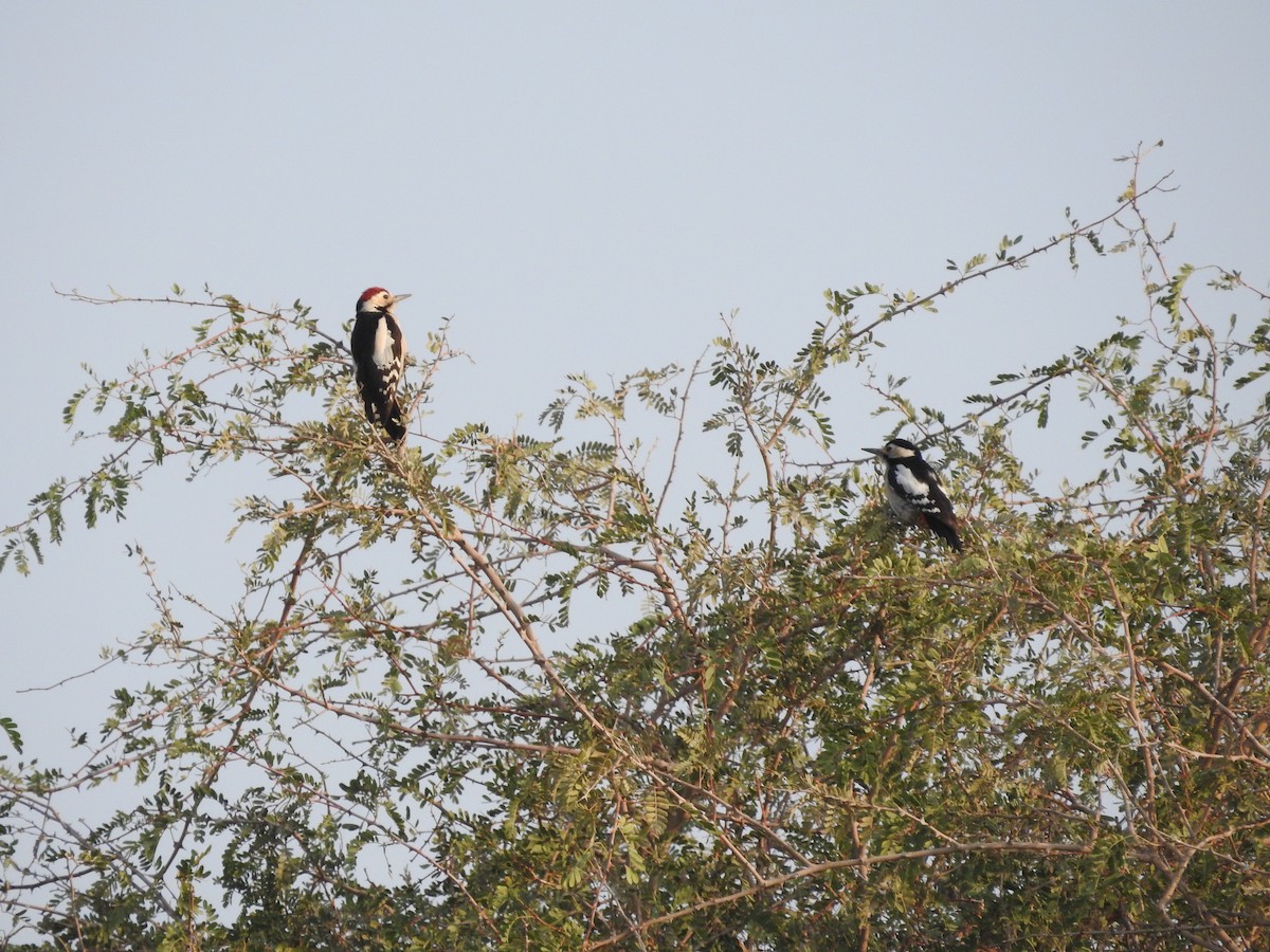 カタジロアカゲラ - ML646390529