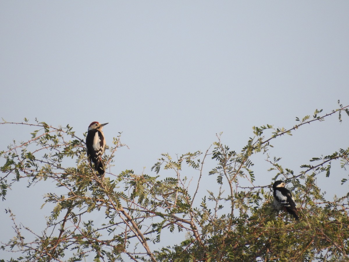 カタジロアカゲラ - ML646390530