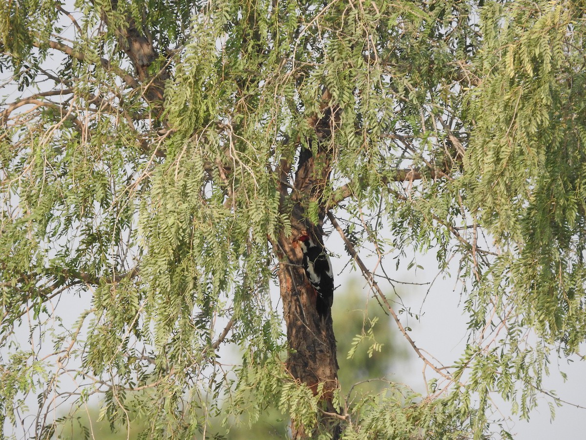 カタジロアカゲラ - ML646390531