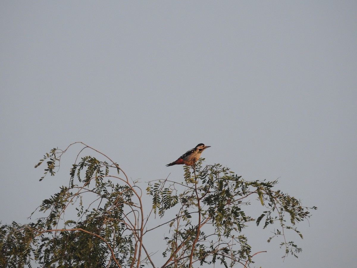 カタジロアカゲラ - ML646390532