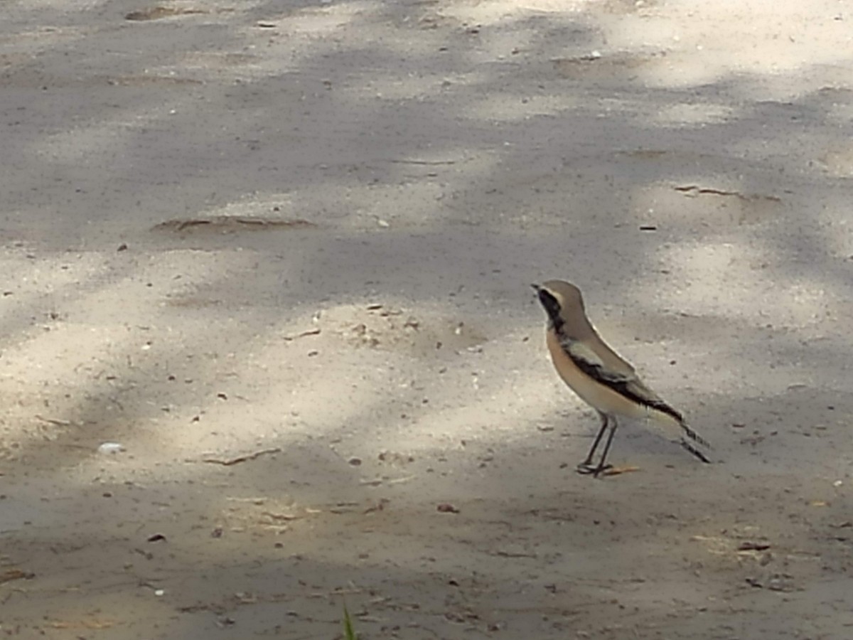 サバクヒタキ - ML646390533