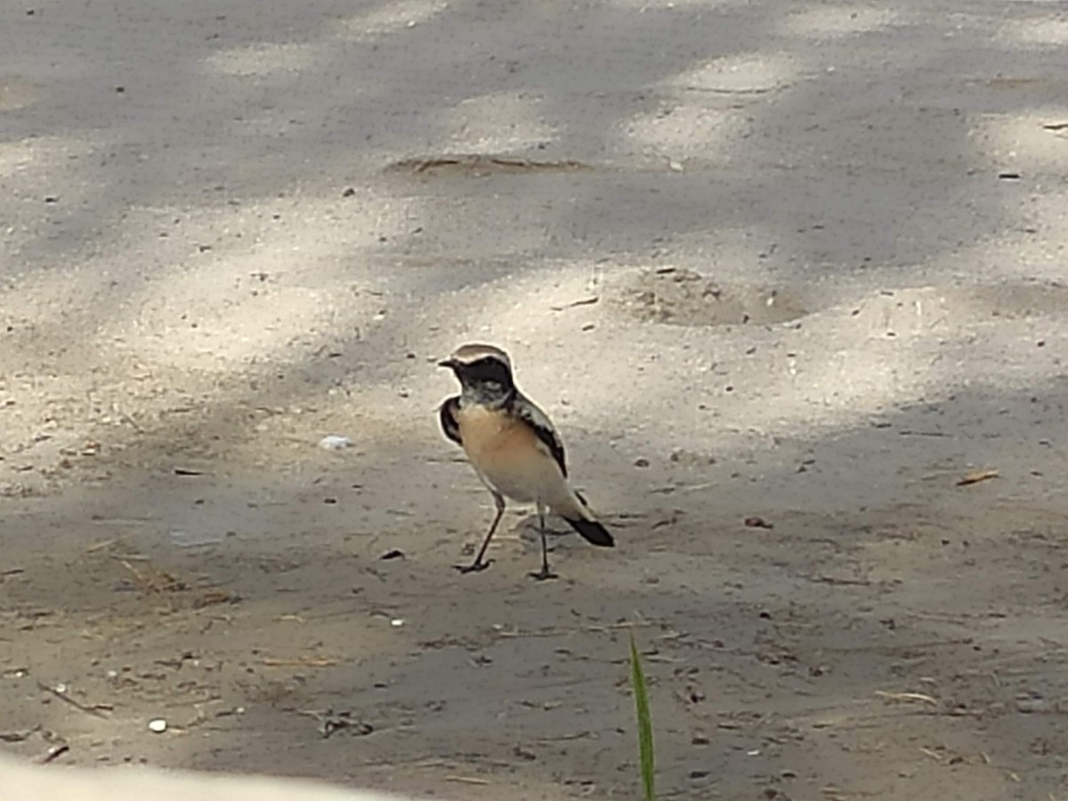 サバクヒタキ - ML646390534