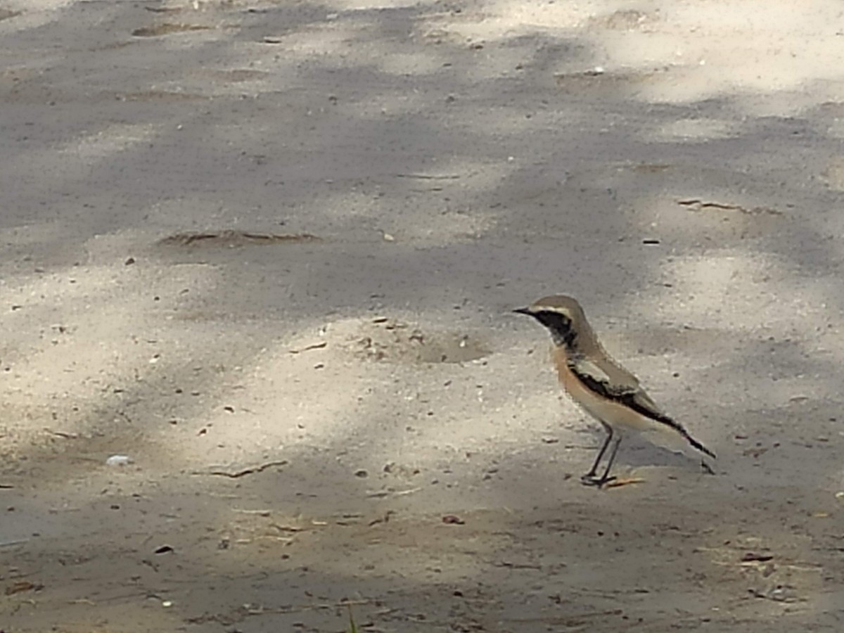 サバクヒタキ - ML646390535