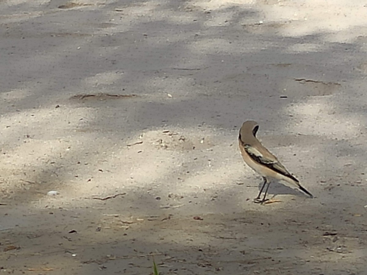 サバクヒタキ - ML646390536