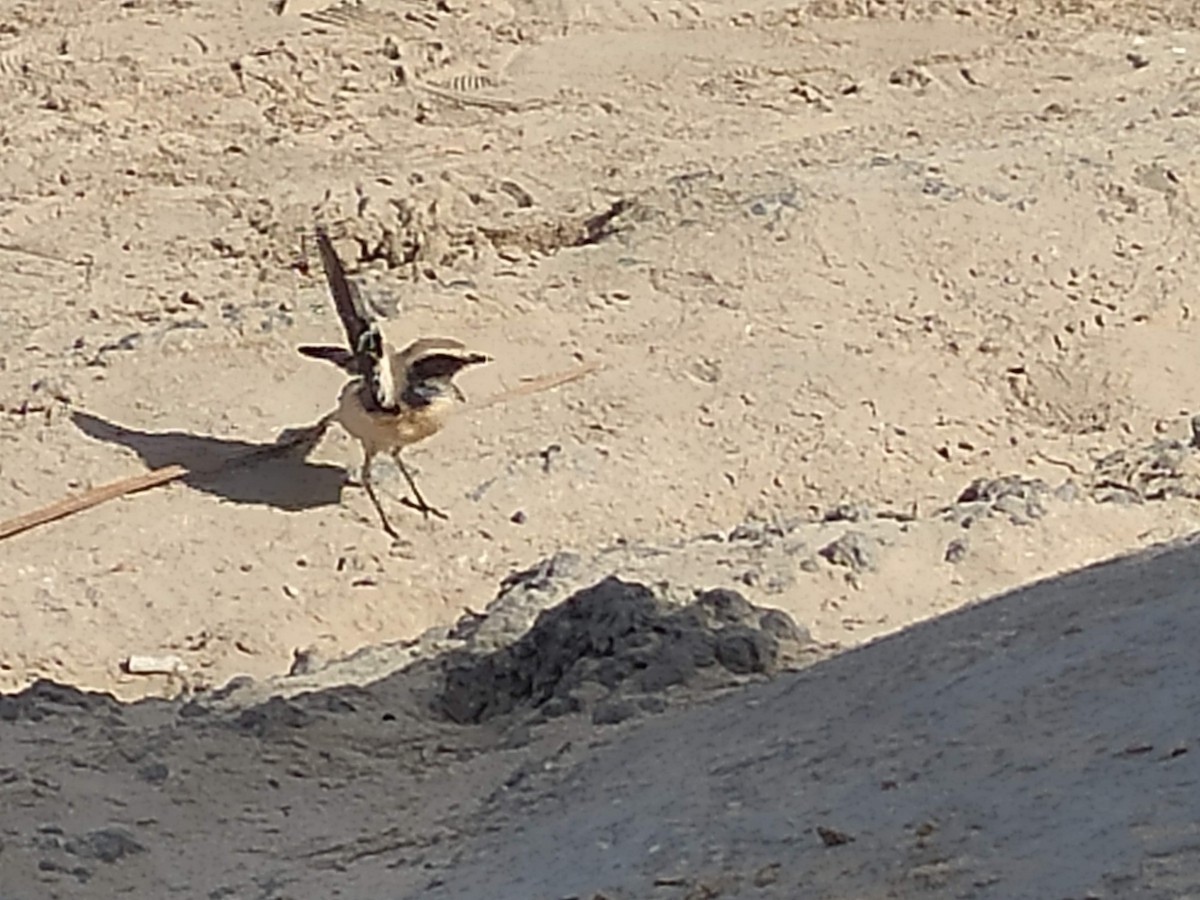 サバクヒタキ - ML646390537