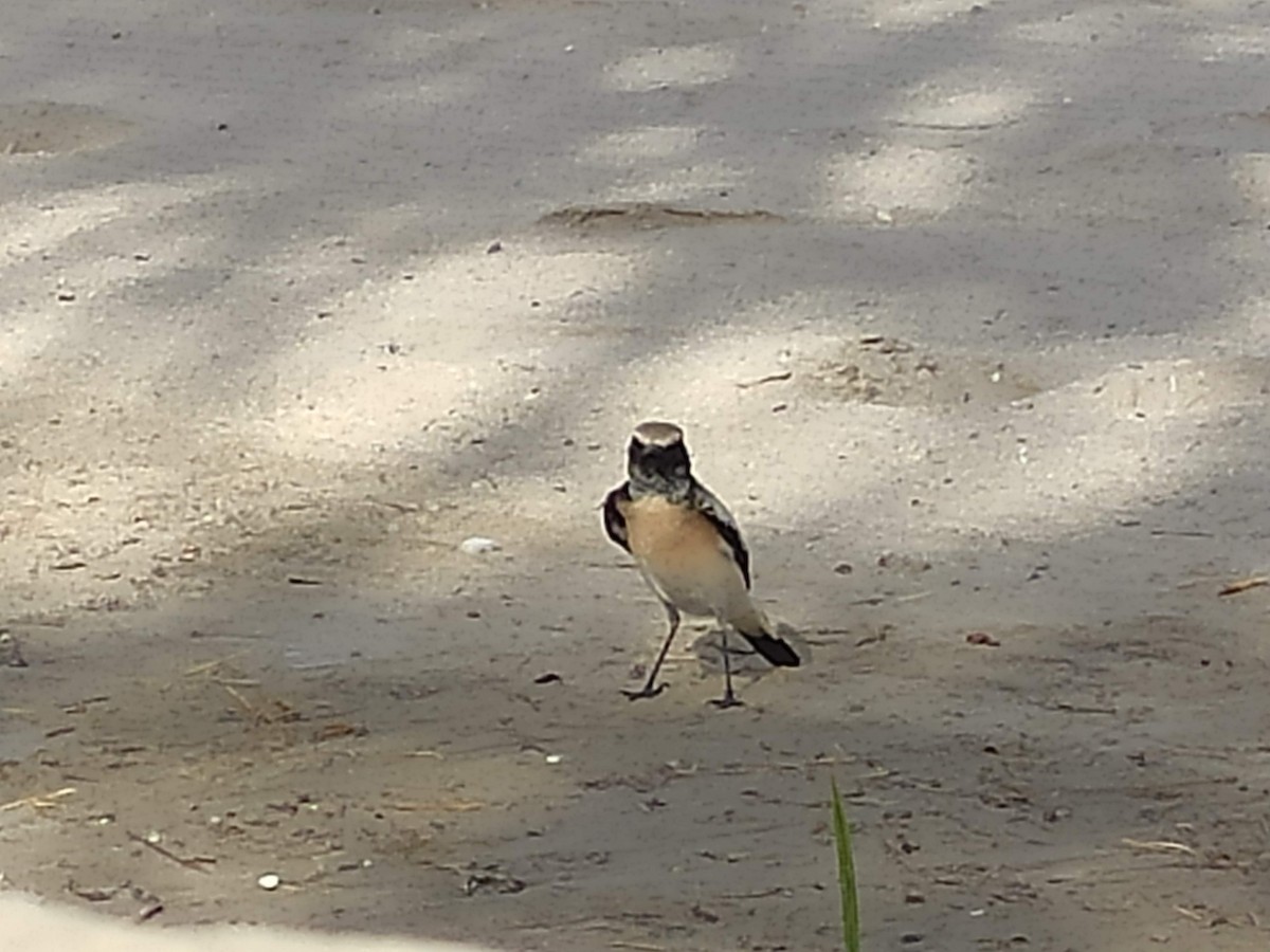 サバクヒタキ - ML646390538