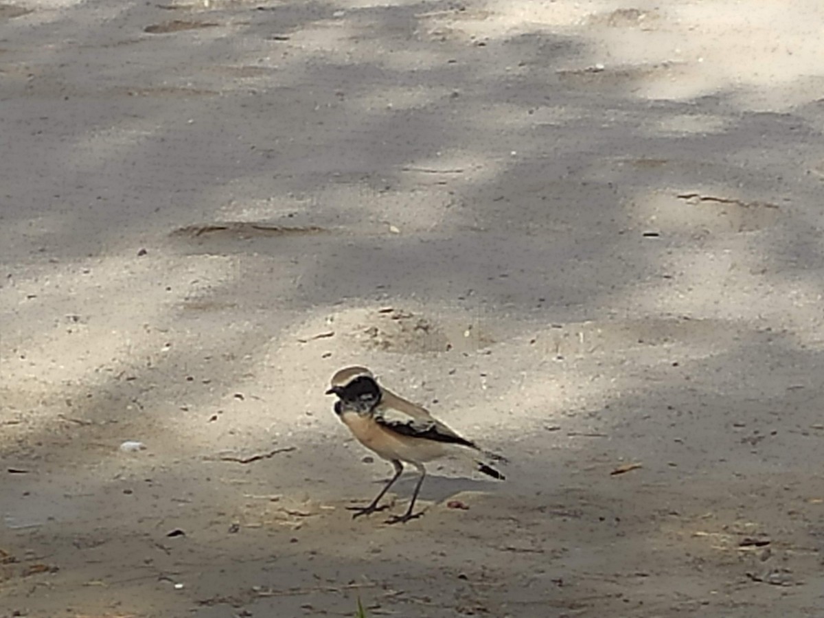 サバクヒタキ - ML646390539