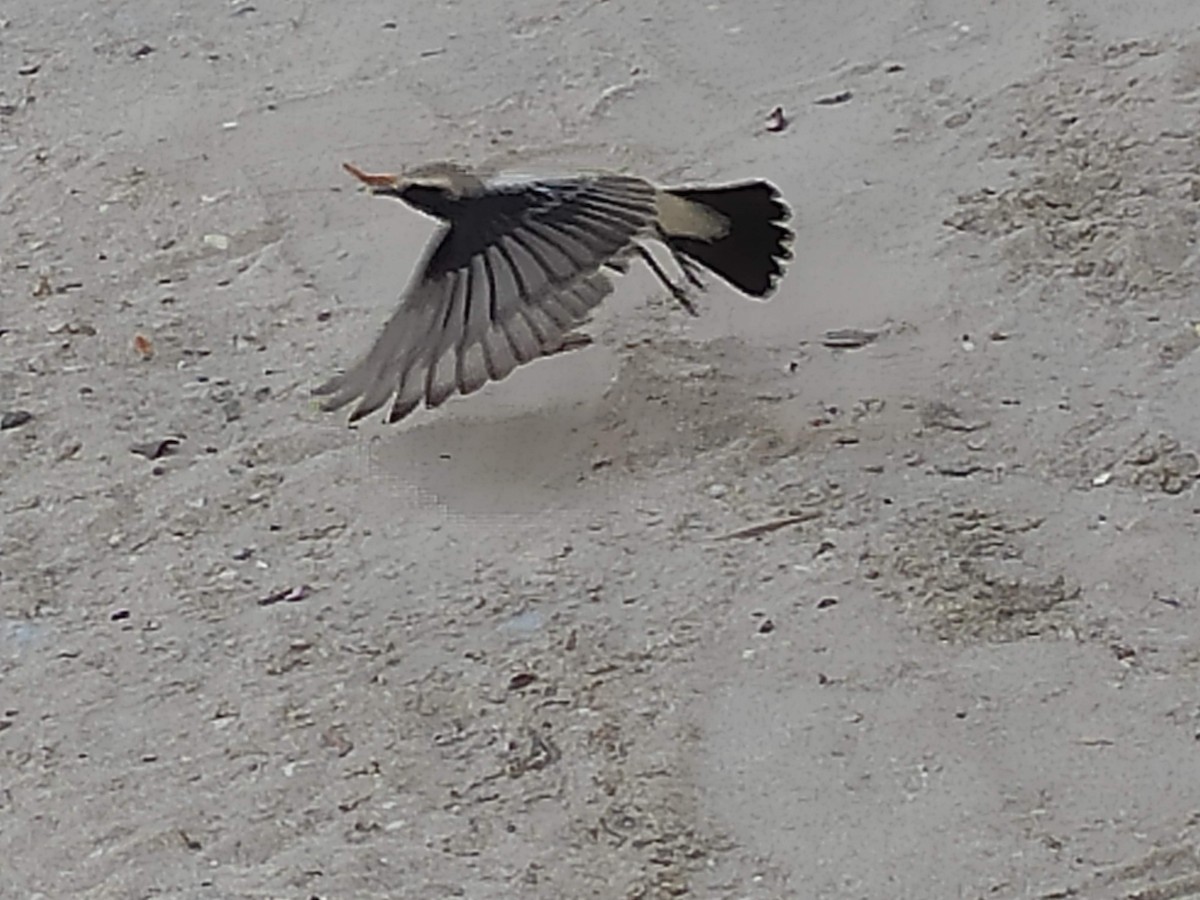 サバクヒタキ - ML646390540