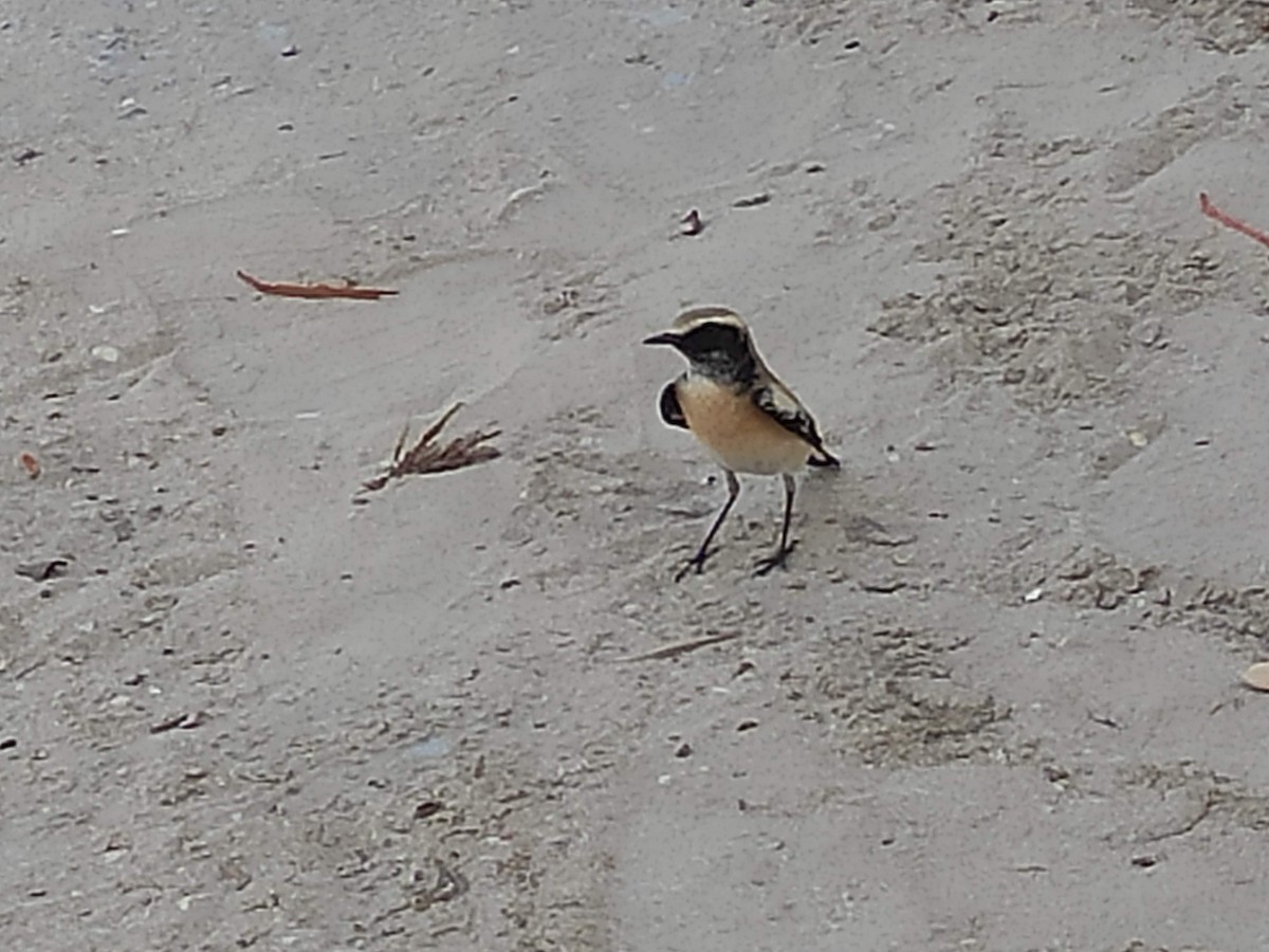 サバクヒタキ - ML646390541