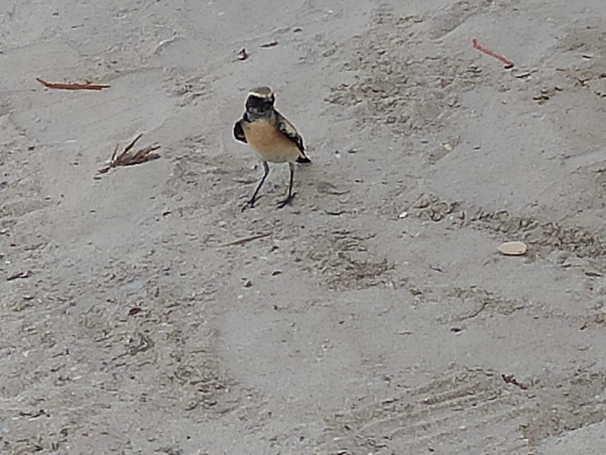 サバクヒタキ - ML646390542