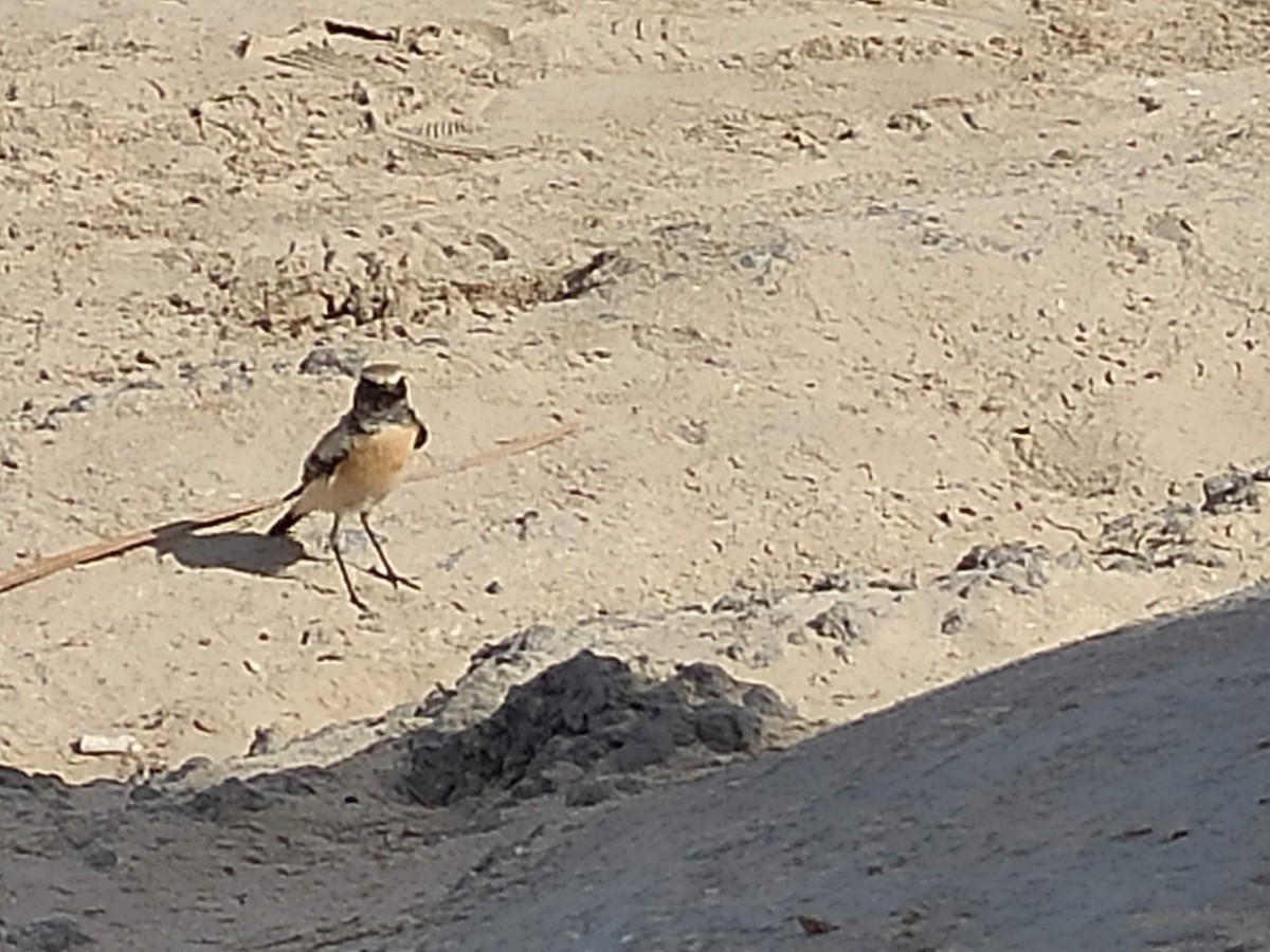 サバクヒタキ - ML646390543