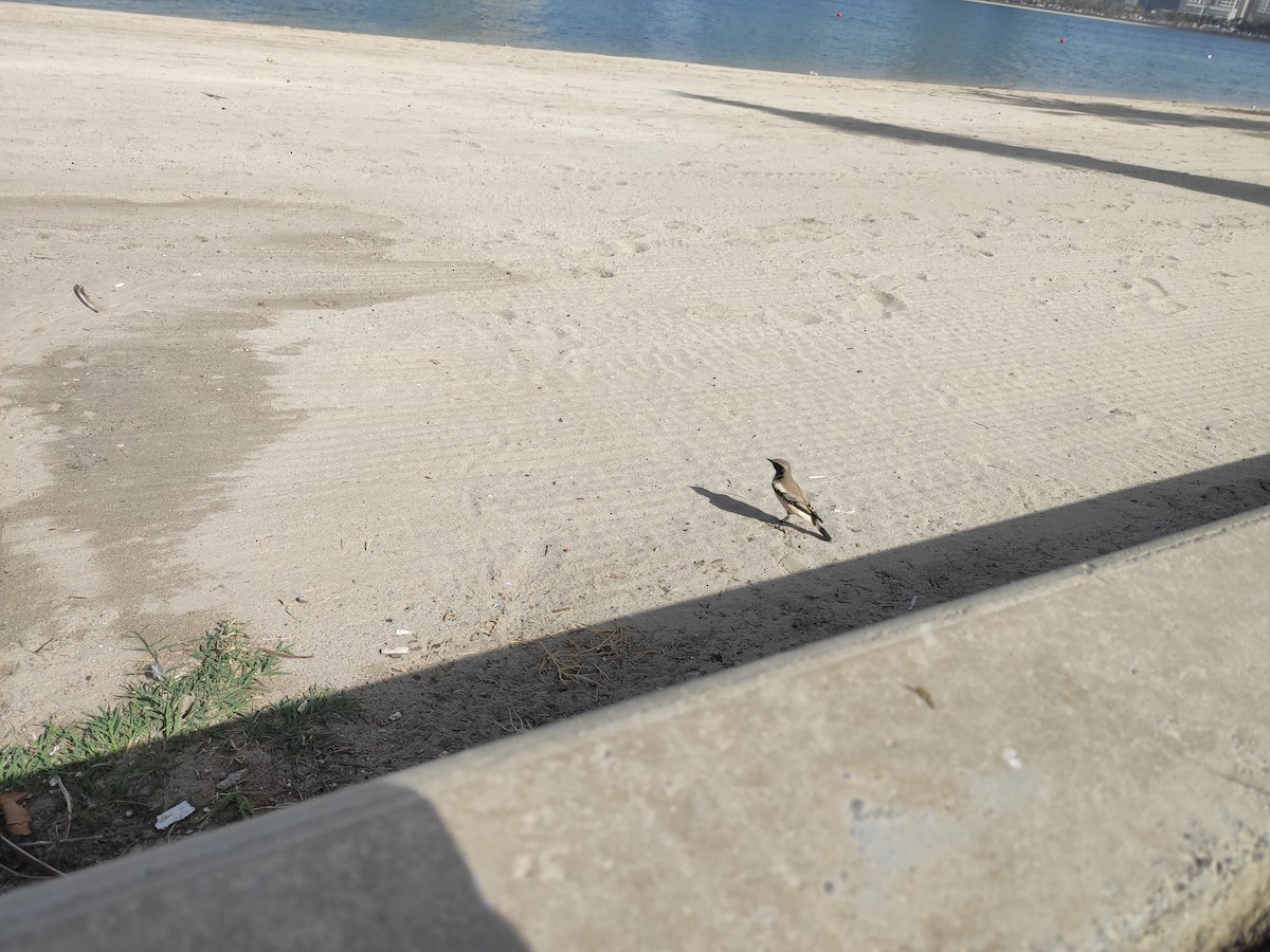 サバクヒタキ - ML646390544