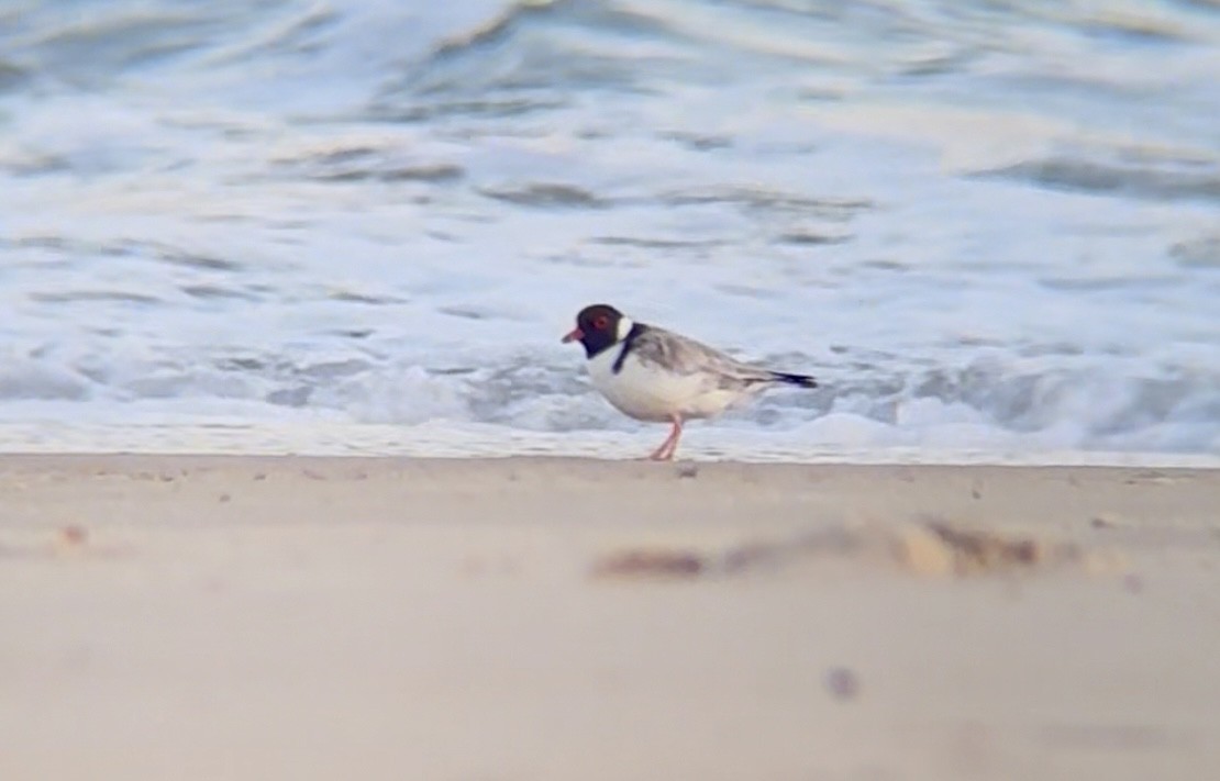 ズグロチドリ - ML646390548