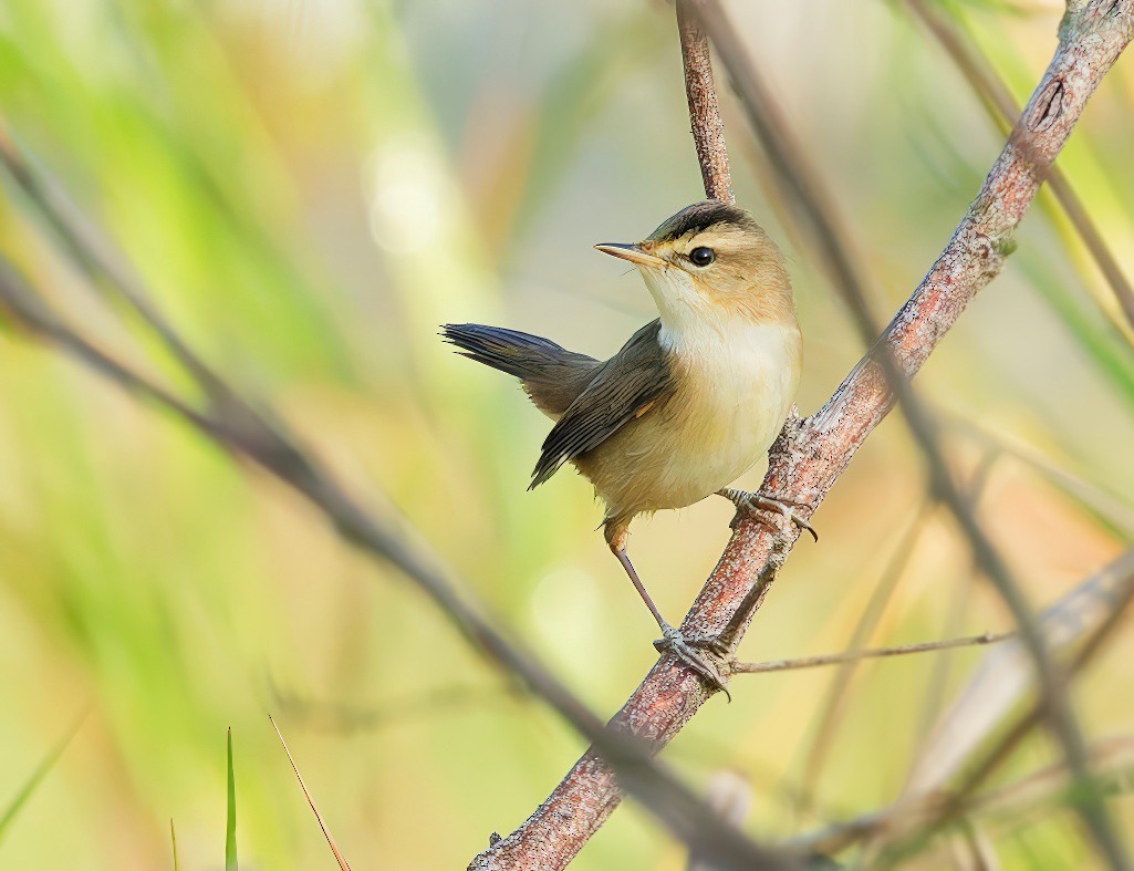 コヨシキリ - ML646390552