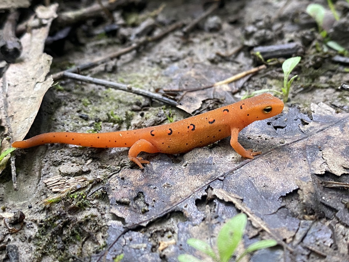 Eastern Newt - ML646390554