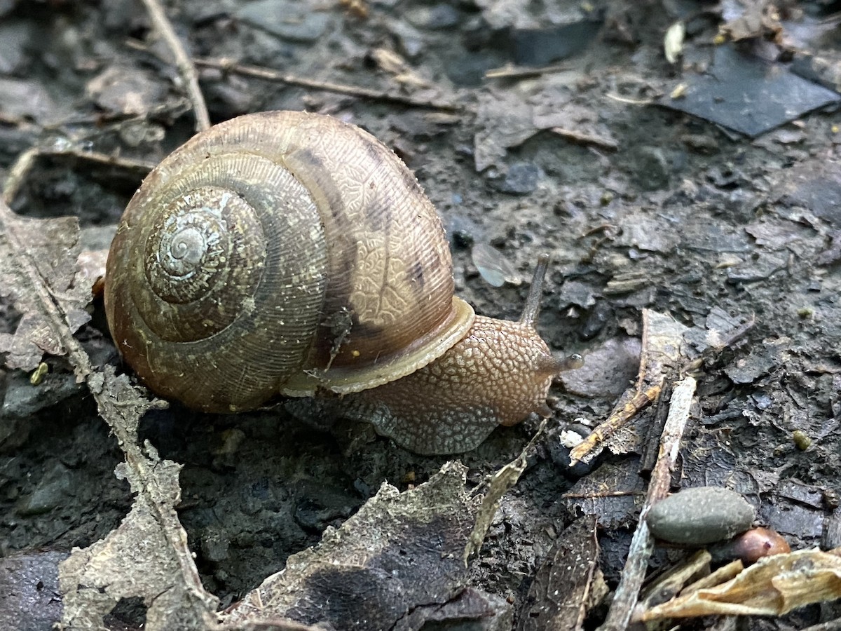 Mollusks - ML646390555