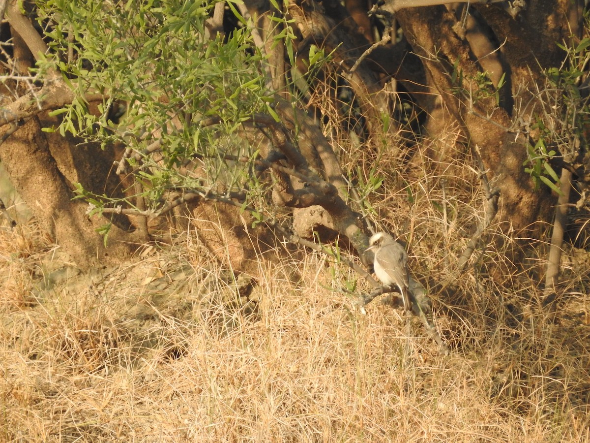 モズサンショウクイ - ML646390558