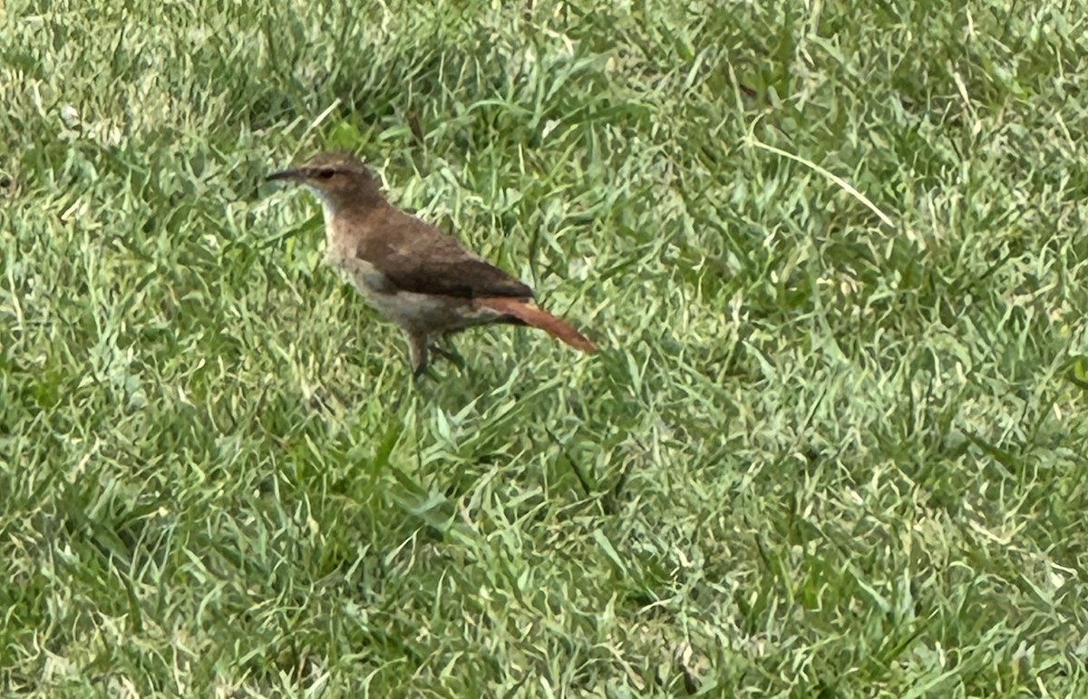 セアカカマドドリ - ML646390559